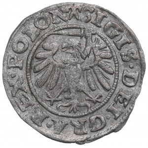 Žigmund I. Starý, Shelly 1539, Gdaňsk