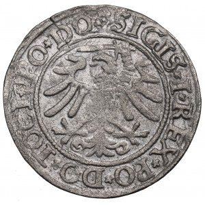 Sigismund I. der Alte, Grosz 1533, Elbląg