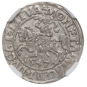 Žigmund II August, polgroš 1547 Vilnius, LI/LITVA - NGC MS64