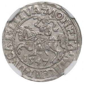 Sigismund II Augustus, halber Pfennig 1547 Vilnius, LI/LITVA - NGC MS64