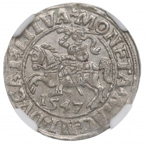 Sigismond II Auguste, demi-penny 1547 Vilnius, LI/LITVA - NGC MS64