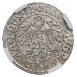 Zikmund II Augustus, půlpenny 1547 Vilnius, LI/LITVA - NGC MS64