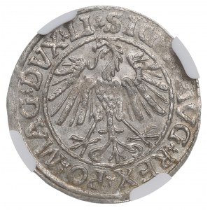 Sigismund II Augustus, halber Pfennig 1547 Vilnius, LI/LITVA - NGC MS64