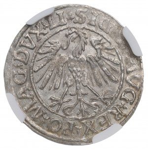 Sigismond II Auguste, demi-penny 1547 Vilnius, LI/LITVA - NGC MS64