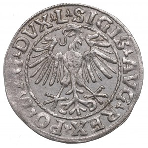 Sigismund II. Augustus, Halbpfennig 1548, Wilna - L/LITVA