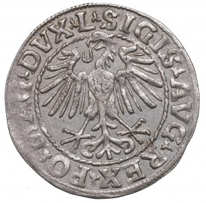 Sigismund II. Augustus, Halbpfennig 1548, Wilna - L/LITVA