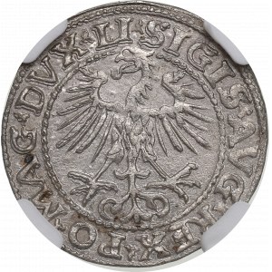 Sigismond II Auguste, demi-penny 1552, Vilnius - LI/LITVA NGC MS62