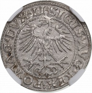 Sigismondo II Augusto, mezzo penny 1552, Vilnius - LI/LITVA NGC MS62