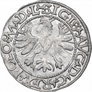 Zygmunt II August, Półgrosz 1566, Tykocin, Jastrzębiec - RZADKOŚĆ