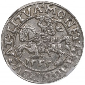 Sigismund II Augustus, halber Pfennig 1555, Vilnius - NGC MS62