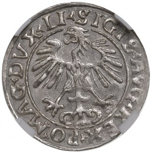Sigismund II Augustus, halber Pfennig 1555, Vilnius - NGC MS62