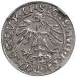 półgrosz 1555