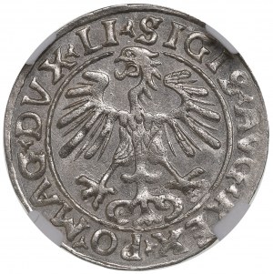 Zygmunt II August, Półgrosz 1555, Wilno - NGC MS62