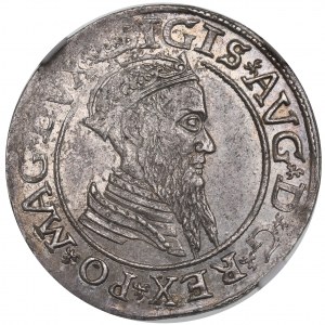 Zygmunt II August, Czworak 1566, Wilno - NGC MS62