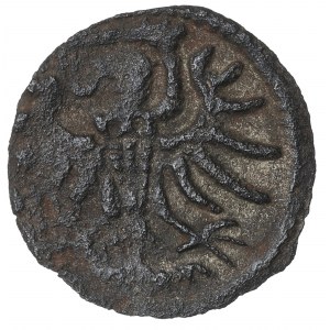 Sigismund II. Augustus, Denar 1555, Elbląg