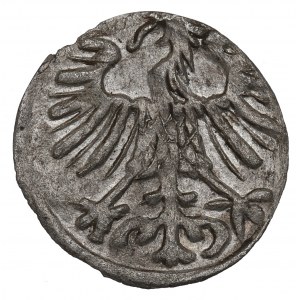 Sigismondo II Augusto, Denario 1557, Vilnius