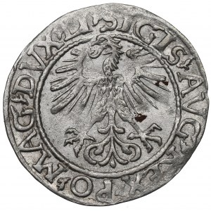 Sigismund II. Augustus, Halbpfennig 1561, Wilna - LI/LITV