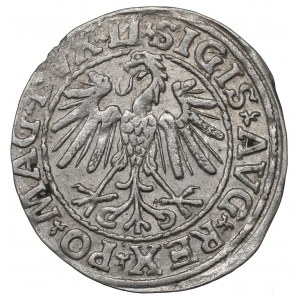 Sigismund II. Augustus, Halbpfennig 1547, Wilna - LI/LITVA