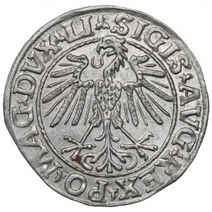 Zygmunt II August, Półgrosz 1548, Wilno - LI/LITVA