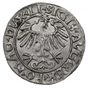 Sigismund II Augustus, Halfgroat 1556, Vilnius