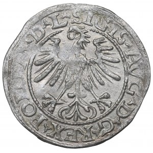 Sigismund II. Augustus, Halbpfennig 1563, Wilna - L/LITV