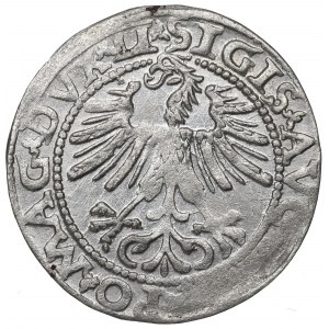 Sigismund II. Augustus, Halbpfennig 1563, Wilna - LI/LITV