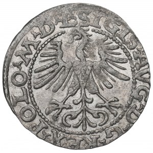 Sigismund II Augustus, Halfgroat 1564, Vilnius - L/LITV