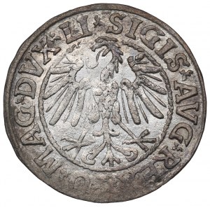 Sigismund II Augustus, Halbpfennig 1546, Wilna - LI/LITV