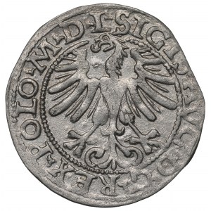 Sigismund II. Augustus, Halbpfennig 1565, Wilna - L/LITV