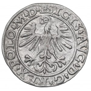 Sigismund II Augustus, Half-groat 1564, Vilnius, L/LITVA
