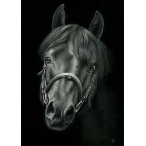 Magdalena Muraszko-Kowalska, Samogitian Horse, 2023