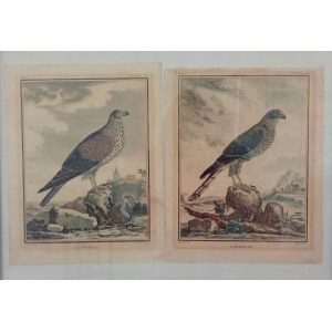 Neznámý, Dvě ornitologické grafiky zobrazující ptáky z čeledi jestřábovitých