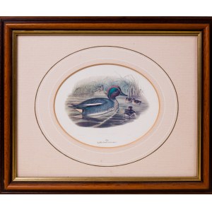 John GOULD, Anglia, XIX w. (1804 - 1881), Dzika kaczka, ok. 1850 r.