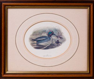 John GOULD, England, 19th century (1804 - 1881), Wild Duck, circa 1850.
