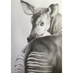 Marcelina ZAWADOWSKA (geb. 2000), Okapi, 2023