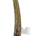 Replica walrus tusk Charles W. Morgan 1842