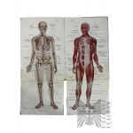 Album of Male and Female Anatomical Models to Unfold.
