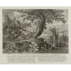 Johann Elias Ridinger (1698 - 1767 ), Beavers have 2 to 3 young (Die Biber haben 2. bis 3. Junge), 1735
