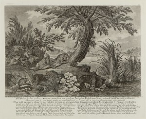 Johann Elias Ridinger (1698 - 1767 ), Bobry mają od 2 do 3 młodych (Die Biber haben 2. bis 3. Junge), 1735