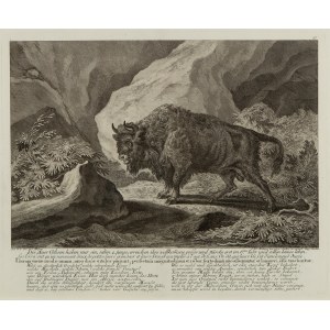 Johann Elias Ridinger (1698 - 1767 ), The aurochs have only one, seldom two young (Die Auer Ochsen haben nur ein, selten 2. junge), 1736