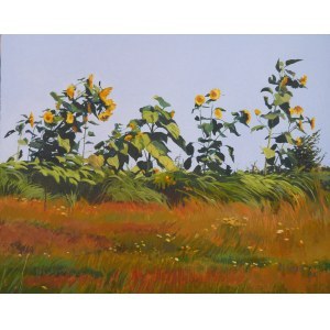 Monika Knoblauch-Kwapinska, Sunflowers