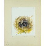 Watercolor. Gouache. Janusz Grabiański (1929-1976), Strange Nest, circa 1966.