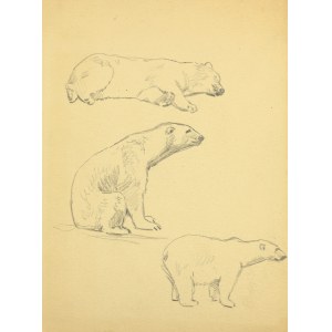 Ludwik MACIĄG (1920-2007), Skizzen eines Bären