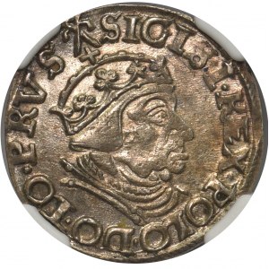 Zygmunt I Stary, Trojak Gdańsk 1539 - NGC AU58