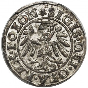 Zygmunt I Stary, Szeląg Gdańsk 1546 - PCGS MS63 - pokazowy egzemplarz