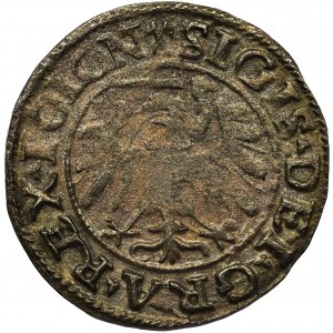 Zygmunt I Stary, Szeląg Gdańsk 1538