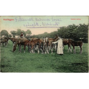 1914 Mezőhegyes, Gidrán ménes, katona tisztek. Knappe János vasúti vendéglő kiadása (EK)