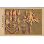 Kovács Teréz: Szegedi képes szakácskönyv. 4 színnyomattal és 100-nél több finom fametszettel. Szeged,[1890],Traub B...
