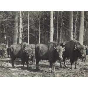 Włodzimierz Puchalski (1909 Mosty Wielkie k. Lwowa - 1979 Wyspa Króla), Żubry, lata 70. XX w.