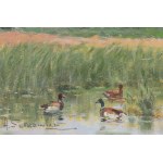 Adam SETKOWICZ (1876-1945), Ducks in the Rush.